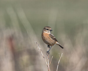 female European stonechat.