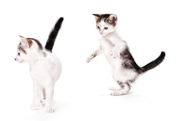 Two Tabby Cats Playing in Studio Isolated on a White Background