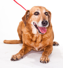 Old Golden Retriever Laying and Smiling Isolated in Studio on a White Background