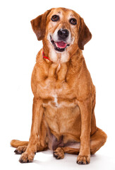 Old Golden Retriever Sitting and Smiling Isolated in Studio on a White Background