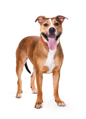 Happy Brown and White Pit Bull Mix Mutt Isolated on White Studio Background