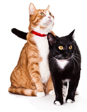 Two Cats Playing In Studio Isolated On A White Background. Orange Tabby And Tuxedo Cat