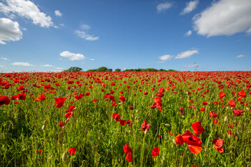 Fototapeta na wymiar Field of Poppies