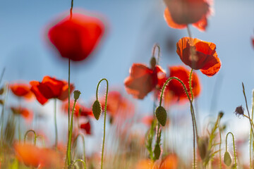 Field of Poppies