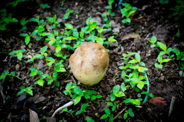 Beautiful yellow mushroom in the jungle with natural view backgrounds selective focus images