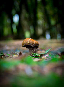 Beautiful yellow mushroom in the jungle with natural view backgrounds selective focus images