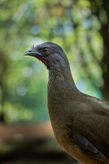 Close up of a bird