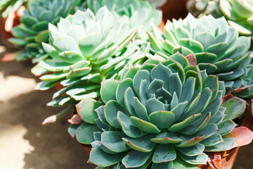 Many beautiful succulent plants as background, top view.