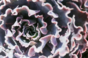 close up of violet  succulent plant