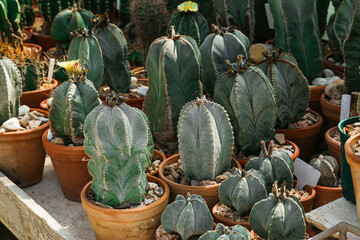 Different species of succulents and cactuses in greenhouse