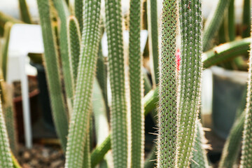 Close-up shot of cactuses at the garden