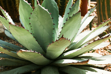 Agave, succulent plant with light  green leaves in a tropical garden