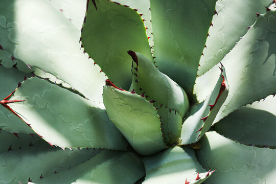 Agava cactus green leaves close up