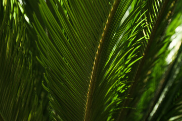 Obraz na płótnie Canvas Palm leaves green pattern, abstract tropical background.