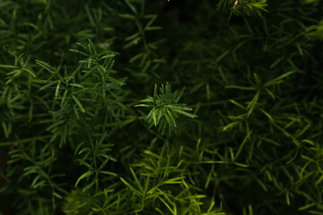 Background of the dark green leaves