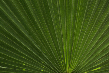 Obraz premium Close-up of green palm leaf