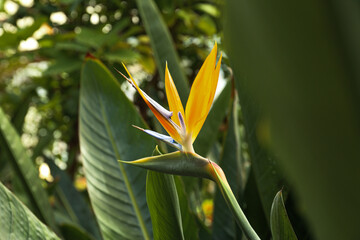 Close up of Bird of paradise flower