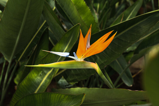 Strelizie Bilder Durchsuchen 22,464 Archivfotos, und