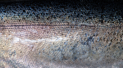close-up photo of shiny trout scale