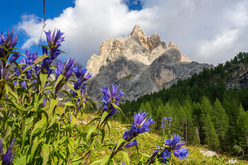 Gentiana asclepiadea flowers in the Dolomites.