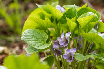 sweet violet's blossoms among bright green leaves