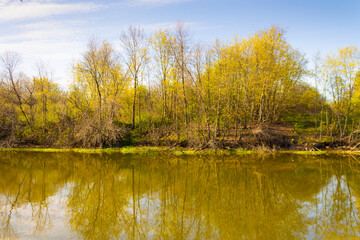Fototapeta premium Pond in the spring forest. Sunny day, blue sky.