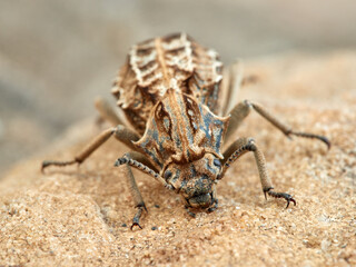Strange armored beetle the same color as the rocks. Genus Sepidium. 