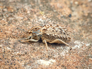 Strange armored beetle the same color as the rocks. Genus Sepidium. 