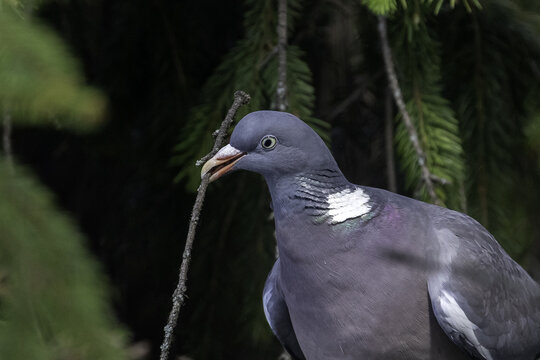 black crowned pigeon