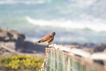 Rock kestrel bird of prey at the beach