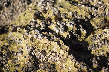 Guam false limpet Siphonaria guamensis
