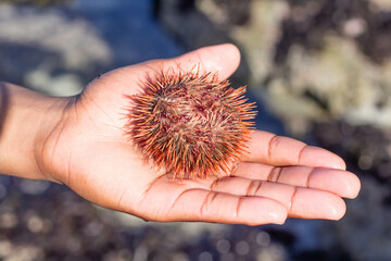 Spiny Sea Urchin Echinoidea