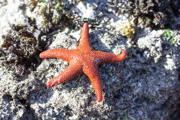Red Sea Star from Africa