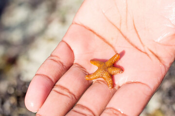 Red Sea Star from Africa
