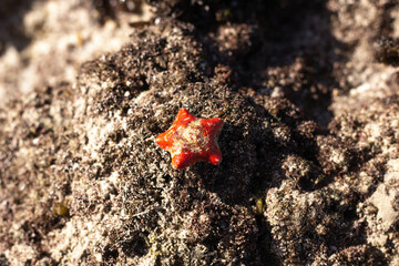 Red Sea Star from Africa