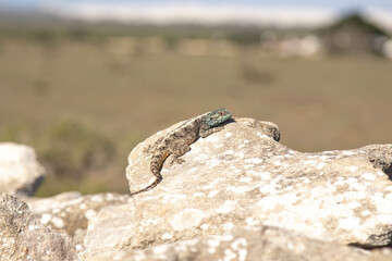 Southern Rock Agama Reptile in Africa