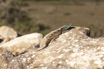 Southern Rock Agama Reptile in Africa
