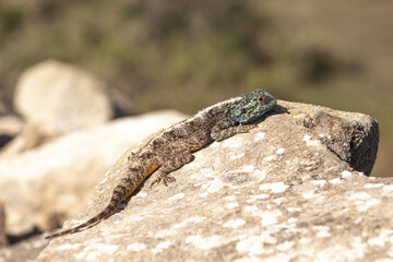 Southern Rock Agama Reptile in Africa