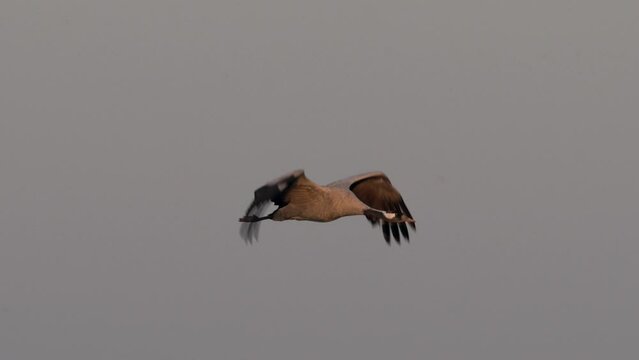 Common crane (Grus grus) in its natural habitat