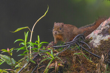 Orange-bellied Himalayan squirrel (Dremomys lokriah) at Lepchajagat , West Bengal, India