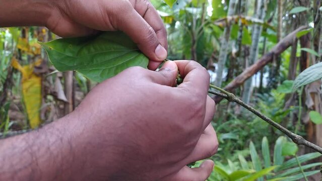 Hands of farmer plucking healthy organic green young malabar climbing black pepper vine spice plant seeds hanging on tree branch in a pepper cultivating plantation of Kerala, india. close up view.