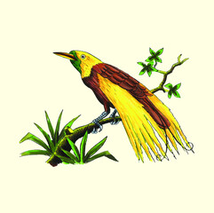 illustration hand drawn vector tropical bird