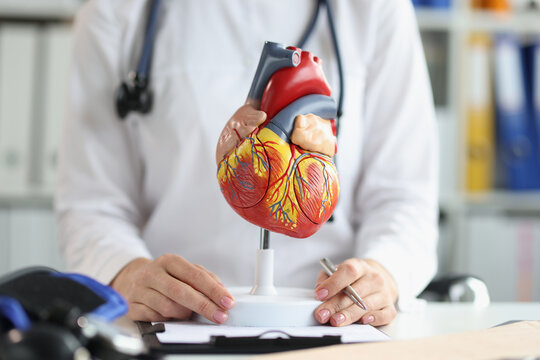 Plastic heart model in hospital, check up your heart, professional diagnostic