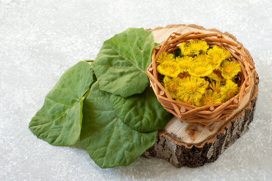Medicinal plant coltsfoot, fresh flowers and leaves