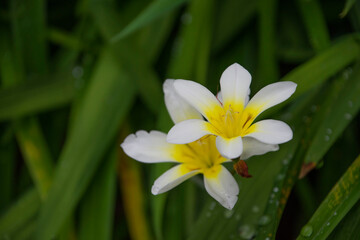 白い水仙