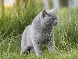 Kot rasowy Brytyjski niebieskowłosy na trawie.
