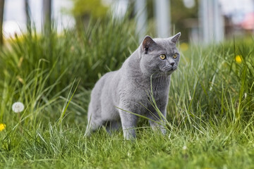 Kot rasowy Brytyjski niebieskowłosy na trawie. - obrazy, fototapety, plakaty