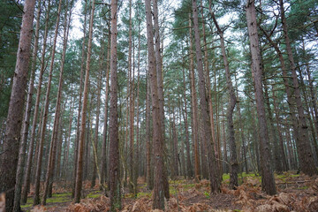 Looking in to a pine tree forest 