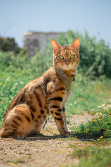 Bengal cat in a leather harness on a leash.