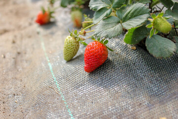 strawberries on a wooden background
